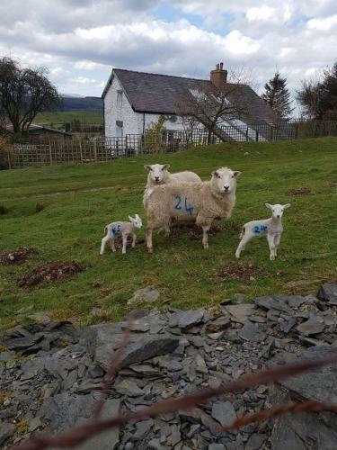 Penygroes Cottage