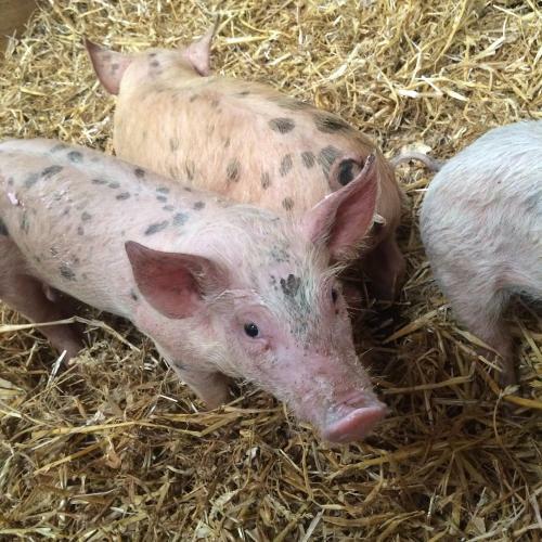 Hostal Barton Gate Farm B&B