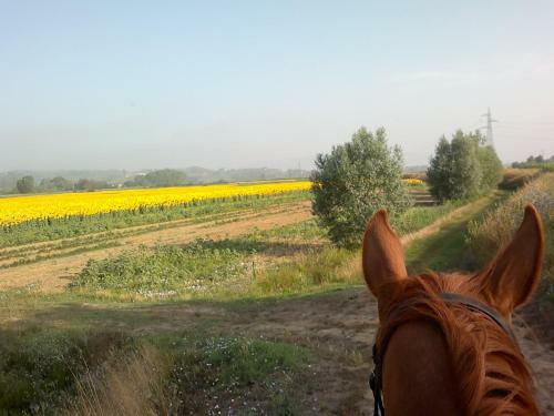 Bed & Breakfast Il Cipresso