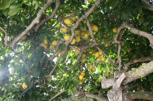 Agroturismo La Pitiusa