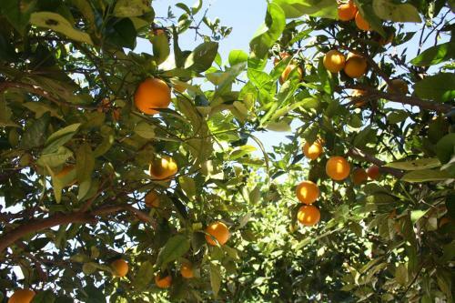 Agroturismo La Pitiusa