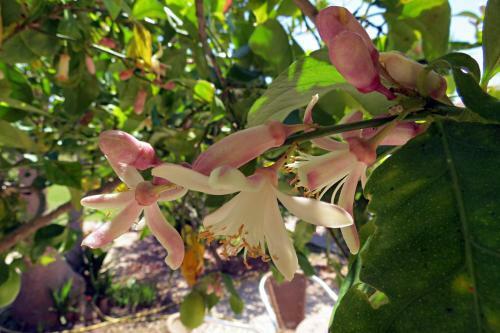 Agroturismo L'orto