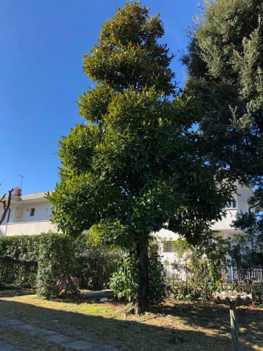 Apartamento Magnolia