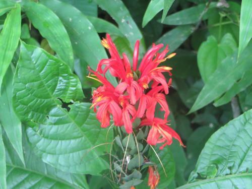 Posada Ecoturistica Palmares Del Rio