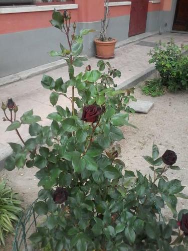 Bed & Breakfast Perbacco