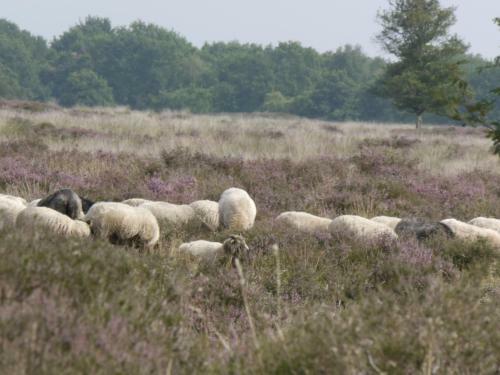 B & B Het Groene Hart