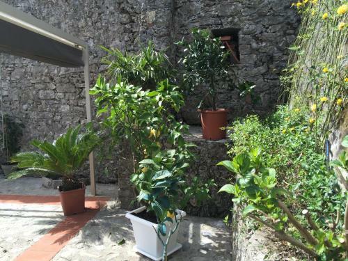 B&B Puccini