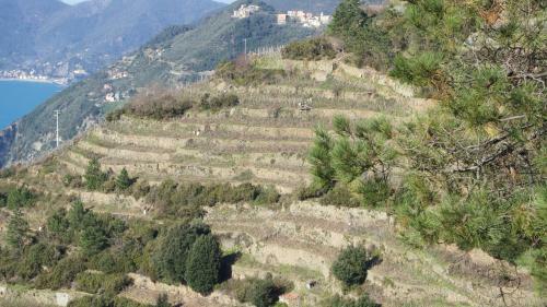 Tra Er Boscu Er Maa
