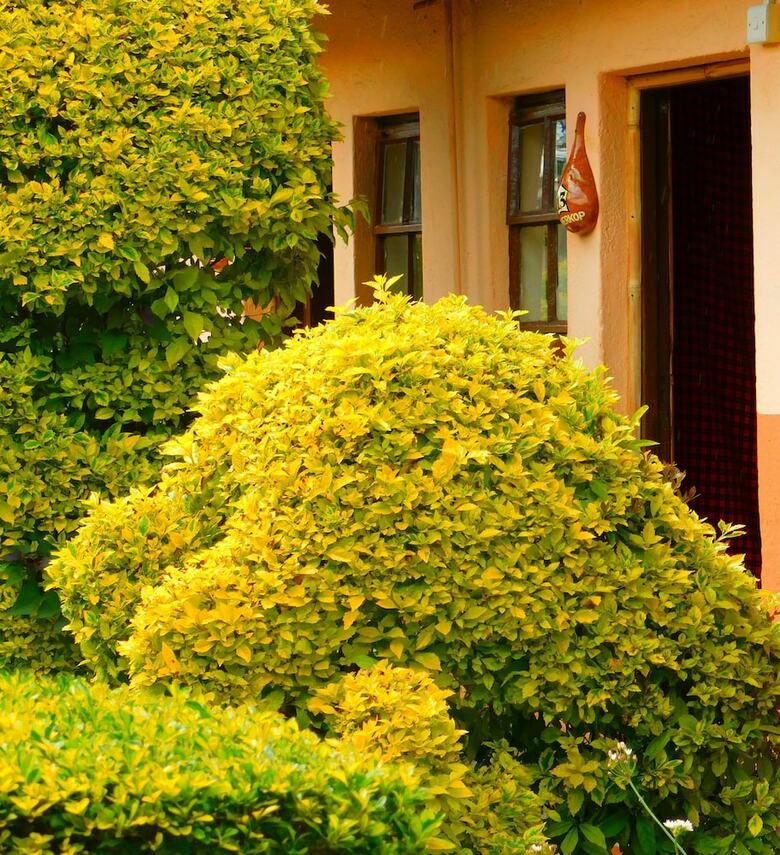 Hotel Kivu Resort