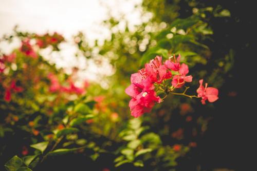 The Breeze Pinnawala Homestay