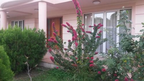 Villa Rea