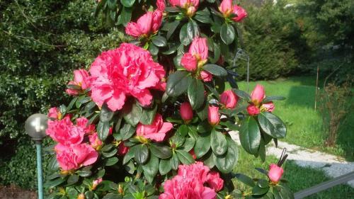 B&B Marigold
