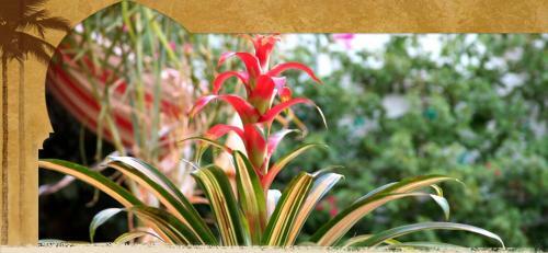 Bed & Breakfast El Morocco Inn & Spa