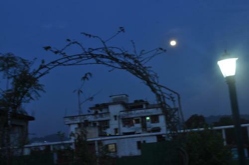 Saikia Nest
