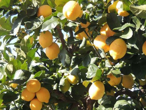 Agroturismo Il Nettare Agriturismo
