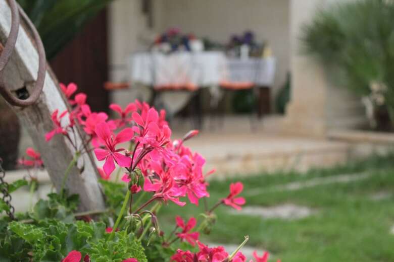 Bed & Breakfast La Suite Nel Bosco