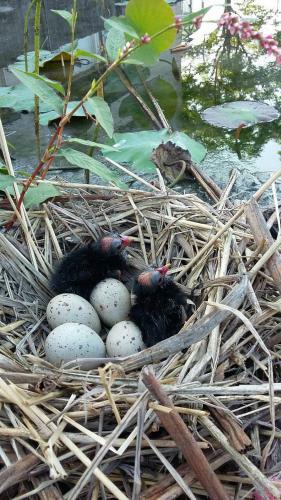 Water Bird Family