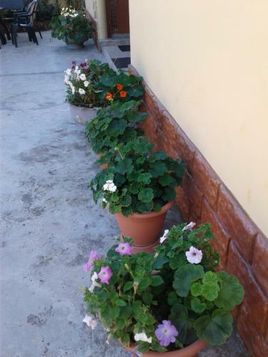 Hostal Gonio House