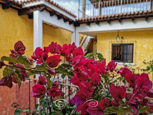 Albergue Maison Bougainvillea