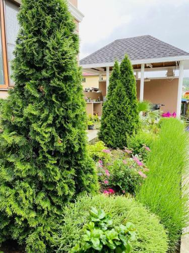 Hostal Guest House Mimoza