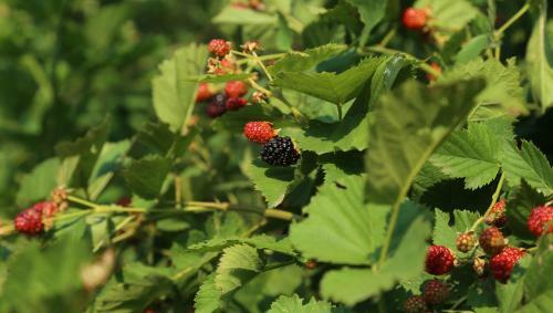 Agroturismo La Volpe E L'uva