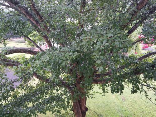 Bed & Breakfast Blues & Chutney Country