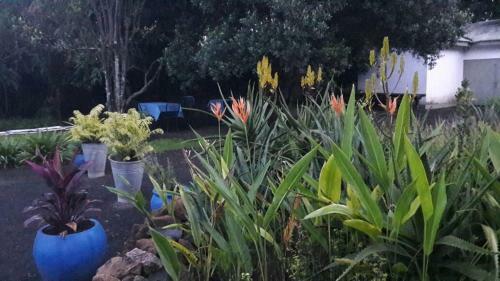 Bed & Breakfast Blues & Chutney Country