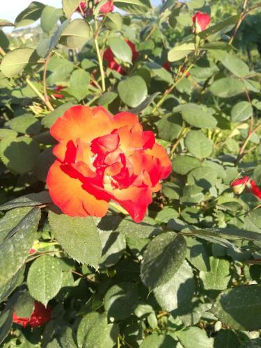 Agroturismo Il Melograno