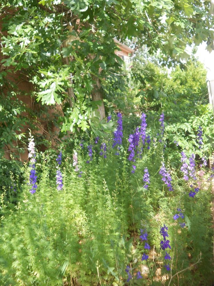 Violet Rose Bed & Breakfast