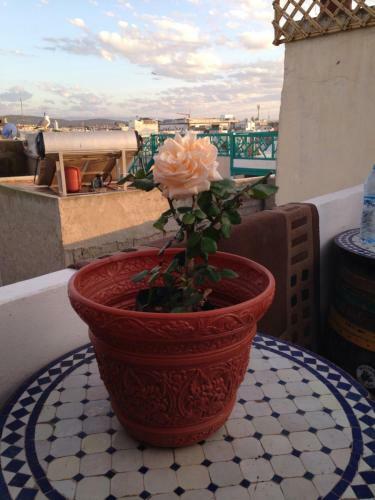 Apartamentos Essaouira Hostel