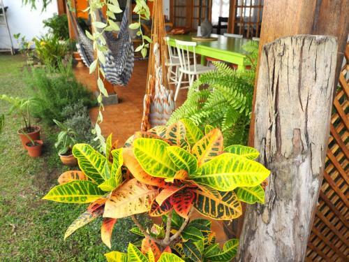 Albergue Dscvr - The Garden San Jos�