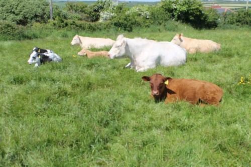 Trevanger Farm Bed And Breakfast