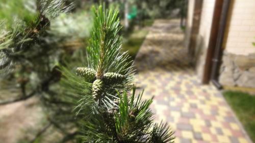 Hostal Villa Sosnovy Bor