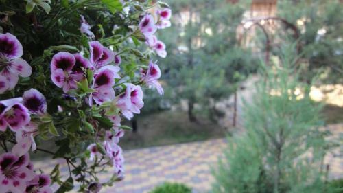 Hostal Villa Sosnovy Bor