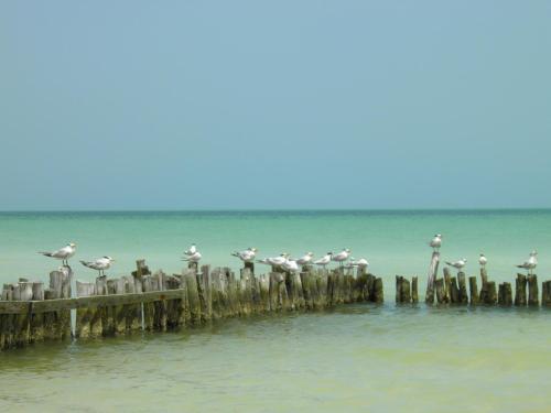 Hotel Holbox Casa Punta Coco - Adults Only