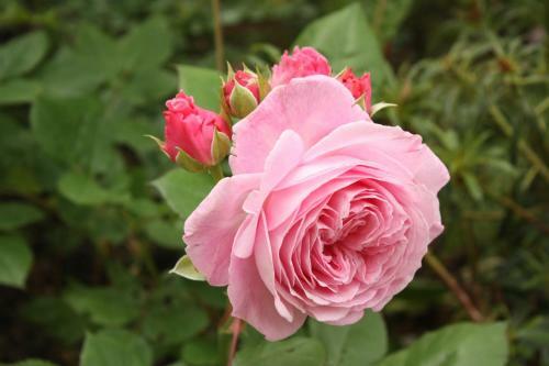 Bed & Breakfast Landlust Ischl