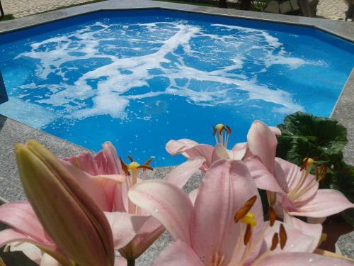 Apartment Camelia