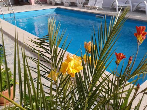 Apartment Camelia