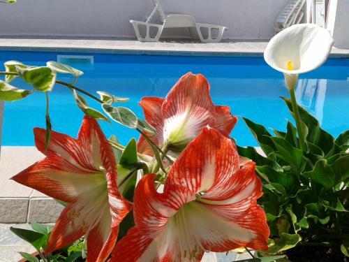 Apartment Camelia