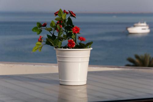 Elaria Hotel Hurgada
