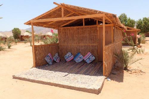 Bedouin Star (ras Shetan Area)