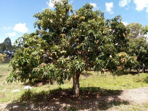 Fazenda Rosmaninho