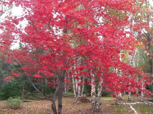 Bed & Breakfast Loft Nature Laurentides