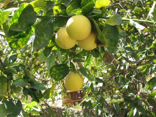 Agroturismo Caba�as Turisticas Gua�acagua Valle De Codpa