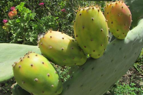 Agroturismo Caba�as Turisticas Gua�acagua Valle De Codpa