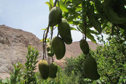 Agroturismo Caba�as Turisticas Gua�acagua Valle De Codpa