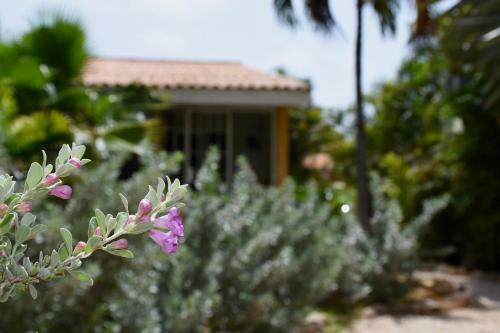 Seru Coral Apartment