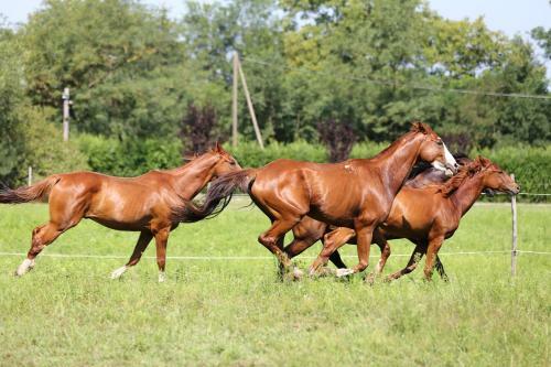 Gidr�n Major