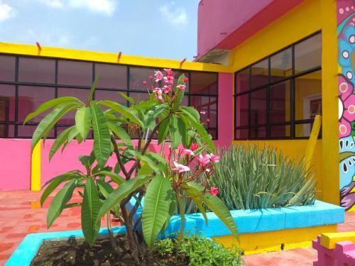 Hotel Frida Khalo