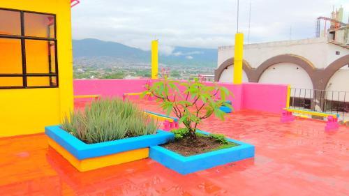 Hotel Frida Khalo